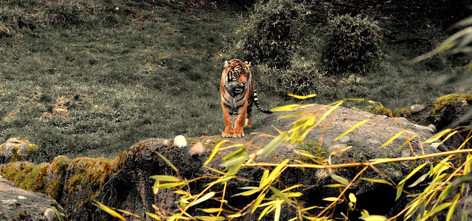 Tiger Spotted in Satpura Tiger Reserve - Madhai Riverside Lodge
