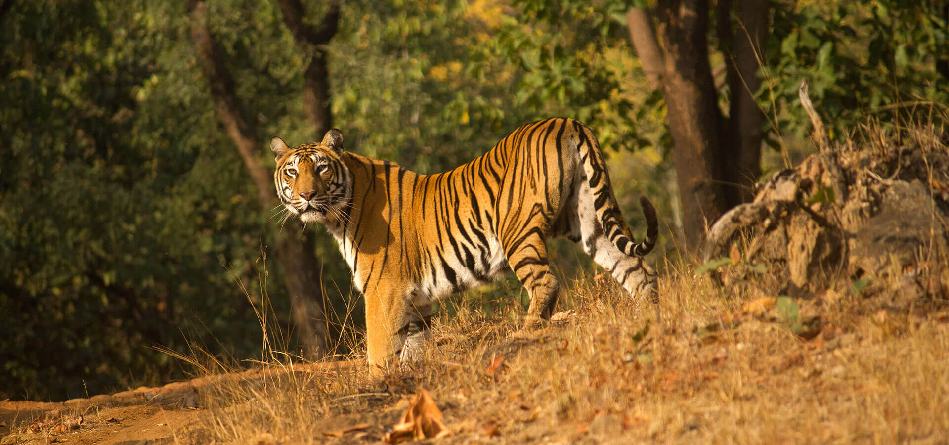 Wildlife Safari in Satpura Tiger Reserve - Madhai Riverside Lodge