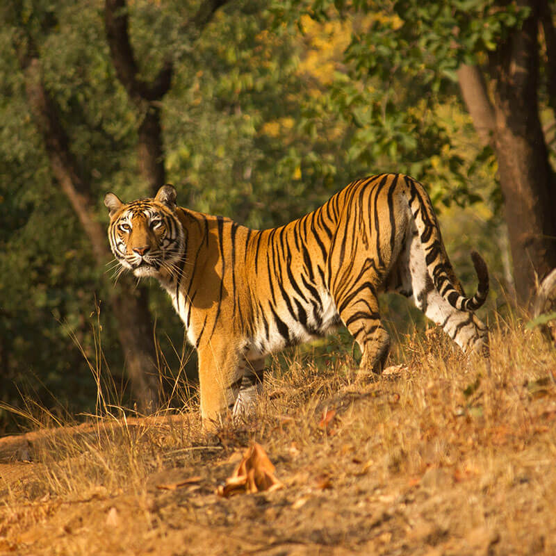 Luxury Wildlife Resort in Satpura - Madhai Riverside Lodge