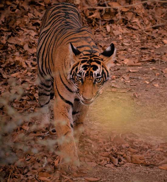 Wildlife Spotting in Satpura Tiger Reserve | Madhai Riverside Lodge