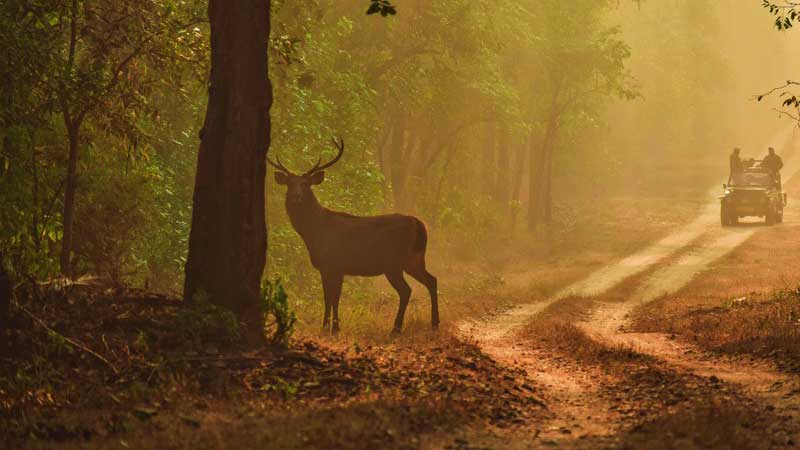 Barasingha | Spotted in Satpura Tiger Reserve | Madhai Riverside Lodge