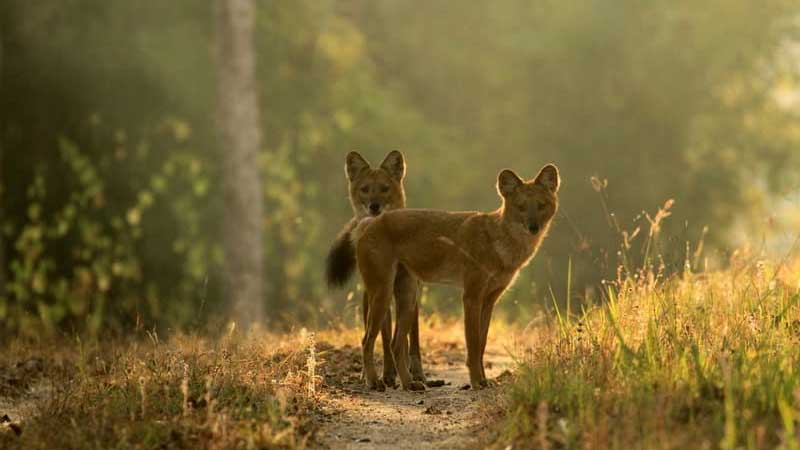 Wild Dog or Dhole | Spotted in Madhai | Satpura National Park
