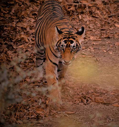 Tiger Spotted in Satpura Tiger Reserve - Madhai Riverside Lodge