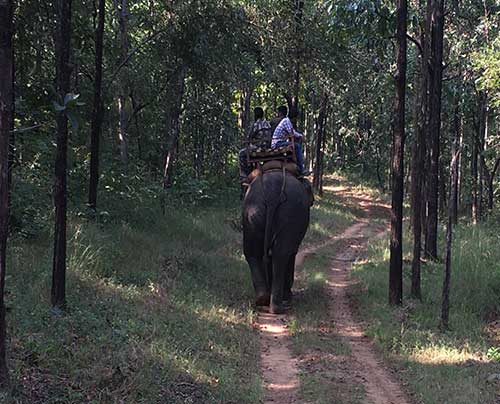 Elephant Safari in Satpura Tiger Reserve | Madhai Riverside Lodge