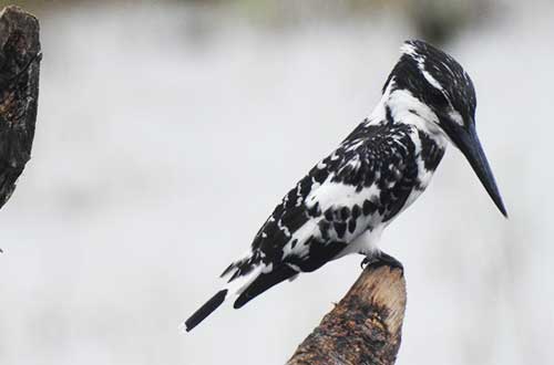 Pied Kingfisher | Bird Watching in Satpura National Park  Madhai Riverside Lodge
