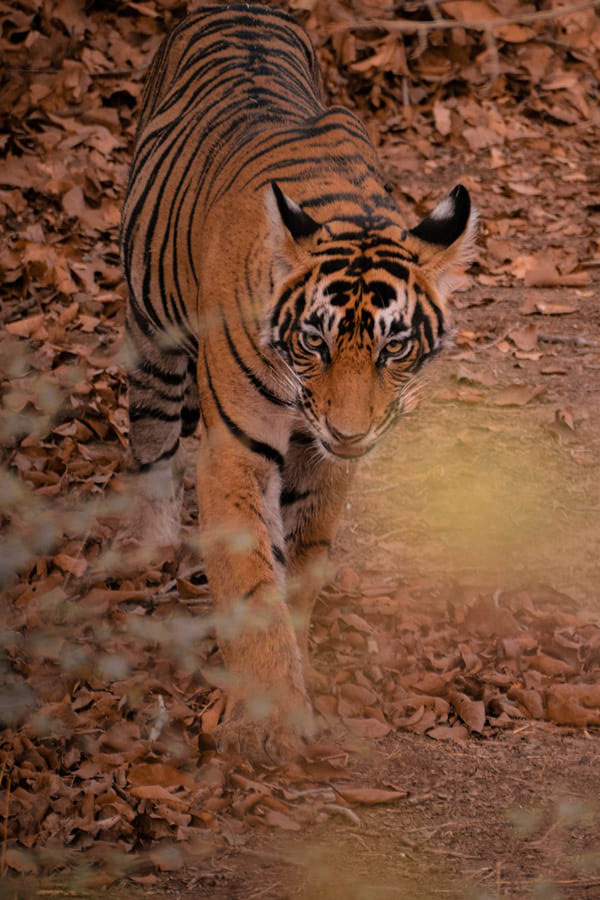 Wildlife Resort in Satpura Tiger Reserve - Madhai Riverside Lodge